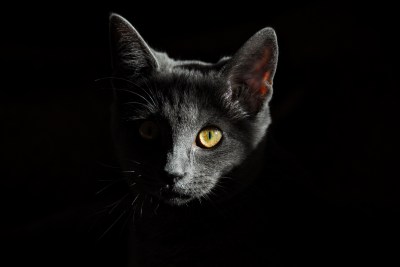 Portret kota fotografia czarno biała dekoracja ścienna