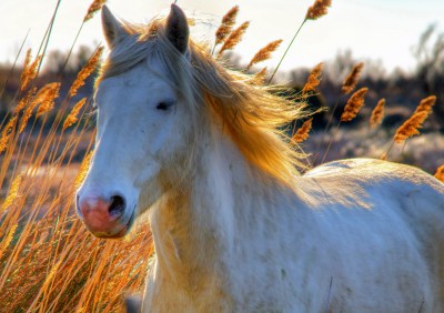 Biały koń, fotografia