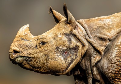 Nosorożec, zdjęcie kolor, wydruk na płótnie canvas